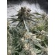Mix Pack - FastBuds Seeds