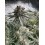 Mix Pack - FastBuds Seeds