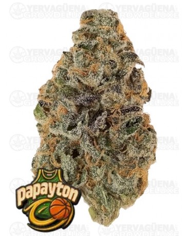 Papayton -  FastBuds Seeds