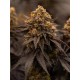 Papayton -  FastBuds Seeds