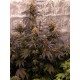 Papayton -  FastBuds Seeds