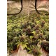 Mix Pack Auto - FastBuds Seeds