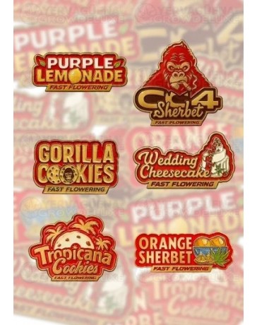 Mix Pack Fast Flowering  -  FastBuds Seeds