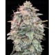 Auto Banana Cookies - Advanced Seeds