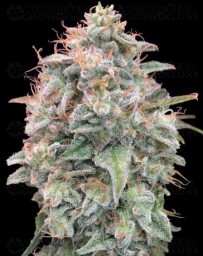 Auto Banana Cookies - Advanced Seeds