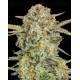 Auto Bruce Banner XXL - Advanced Seeds