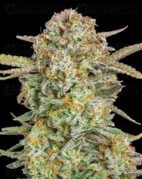 Auto Bruce Banner XXL - Advanced Seeds