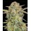 Auto Bruce Banner XXL - Advanced Seeds