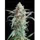 Auto Cherry Pie - Advanced Seeds