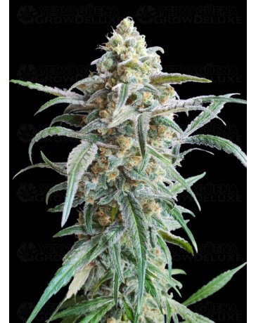 Auto Cherry Pie - Advanced Seeds