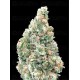 Cherry Pie Fast - Advanced Seeds
