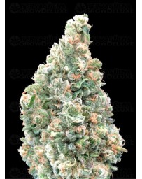 Cherry Pie Fast - Advanced Seeds