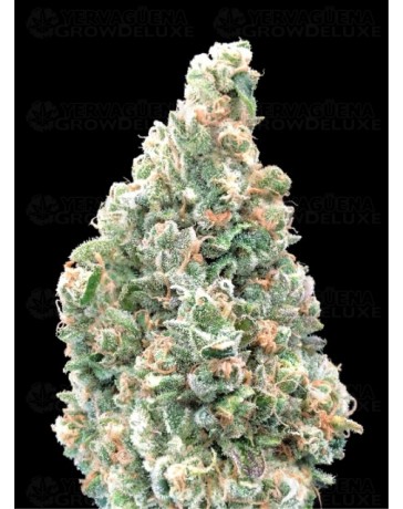 Cherry Pie Fast - Advanced Seeds
