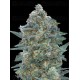 Auto Critical Lemon CBD - Advanced Seeds