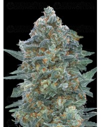 Auto Critical Lemon CBD - Advanced Seeds