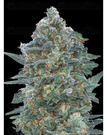 Auto Critical Lemon CBD - Advanced Seeds