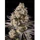 Auto Fire Dog - Advanced Seeds