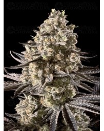 Auto Fire Dog - Advanced Seeds