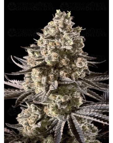 Auto Fire Dog - Advanced Seeds