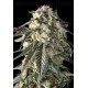 Fire Dog - Advanced Seeds