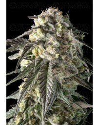 Fire Dog - Advanced Seeds