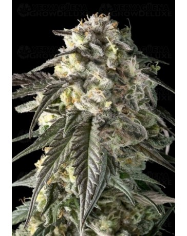 Fire Dog - Advanced Seeds