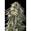 Fire Dog - Advanced Seeds