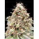 Auto Forbidden Fruit Cake - Advanced Seeds