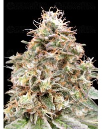 Auto Forbidden Fruit Cake - Advanced Seeds