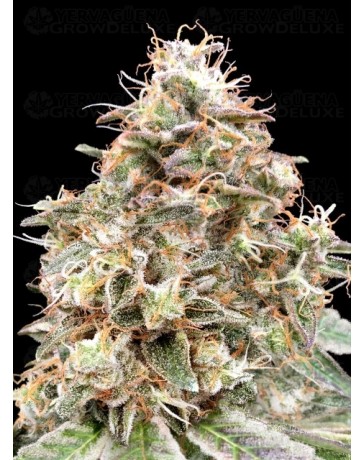 Auto Forbidden Fruit Cake - Advanced Seeds