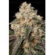 Forbidden Fruit Cake - Advanced Seeds