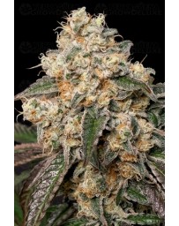 Forbidden Fruit Cake - Advanced Seeds