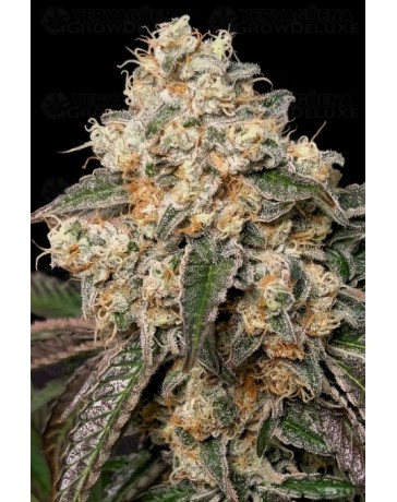 Forbidden Fruit Cake - Advanced Seeds