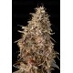 Auto Mimosa Punch - Advanced Seeds