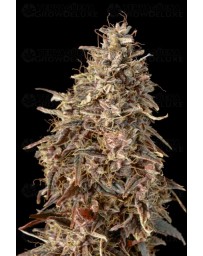 Auto Mimosa Punch - Advanced Seeds