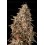 Auto Mimosa Punch - Advanced Seeds