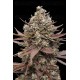 Mimosa Punch - Advanced Seeds