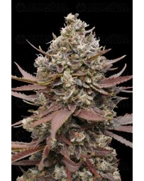 Mimosa Punch - Advanced Seeds