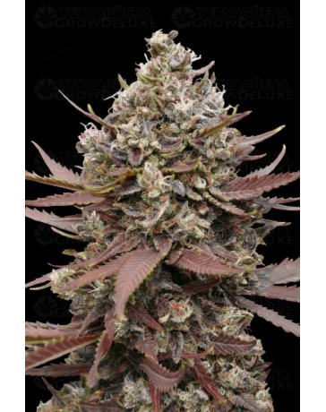 Mimosa Punch - Advanced Seeds
