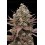 Mimosa Punch - Advanced Seeds