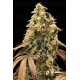 Auto Rainbow Sherbet #11 - Advanced Seeds