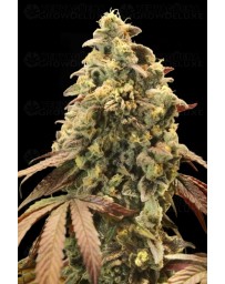 Auto Rainbow Sherbet #11 - Advanced Seeds