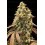 Auto Rainbow Sherbet #11 - Advanced Seeds