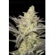 Rainbow Sherbet #11 - Advanced Seeds