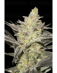 Rainbow Sherbet #11 - Advanced Seeds