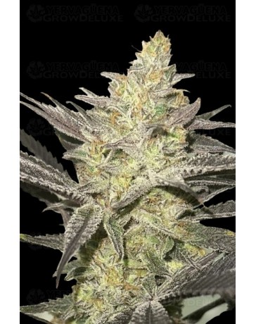 Rainbow Sherbet #11 - Advanced Seeds