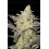 Rainbow Sherbet #11 - Advanced Seeds