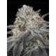 Auto Slurricane - Advanced Seeds