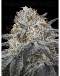 Auto Slurricane - Advanced Seeds