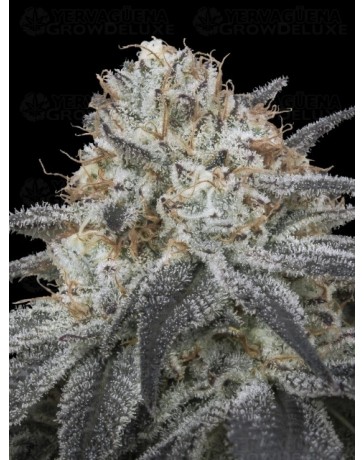 Auto Slurricane - Advanced Seeds